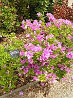 Rhododendron brachycarpum (fam. Ericacees) (Japon) (1) (Photo F. Mrugala)